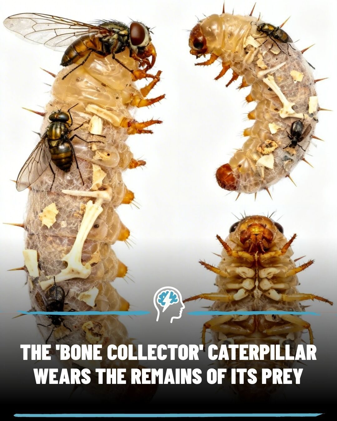 The Bone Collector Caterpillar: Hawaii's Incredible Insect