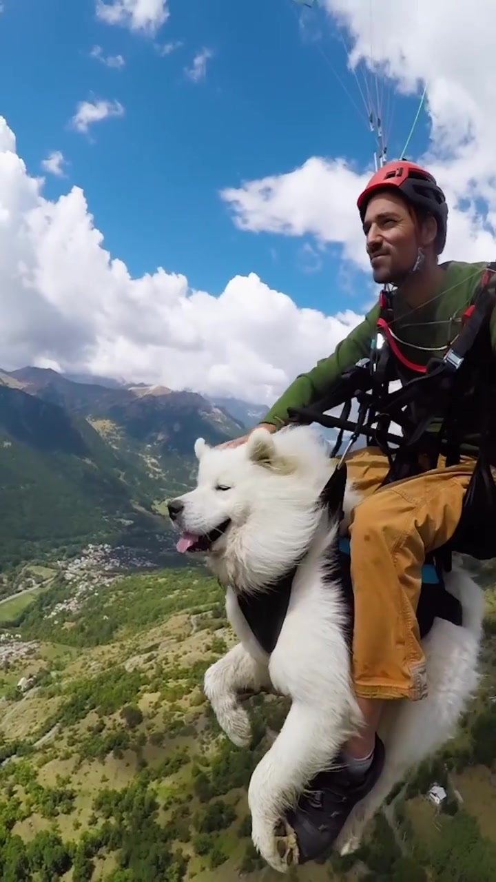 Paragliding with Dog: Aerial Adventure Together