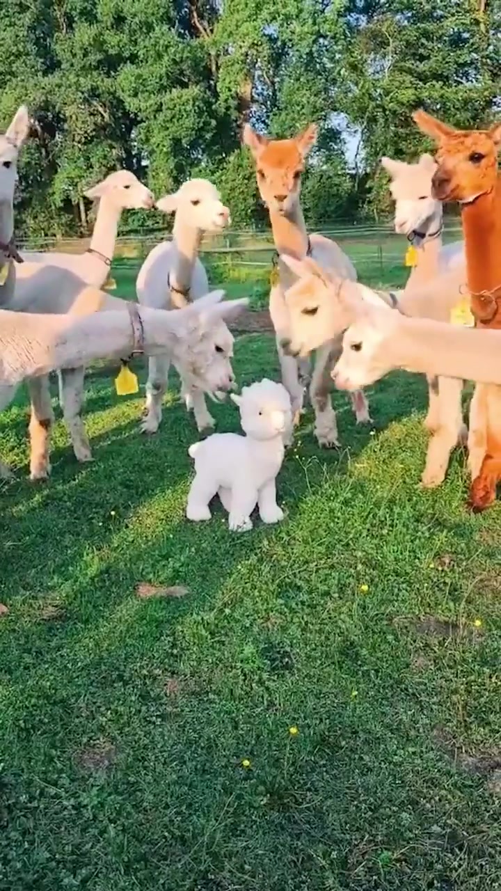 Alpacas in Field: Cute Video