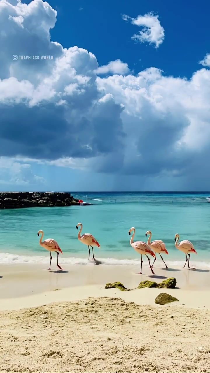 How to Experience a Tropical Paradise: Flamingos and Beaches