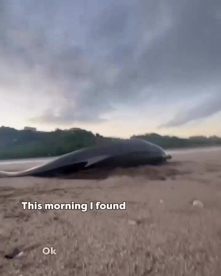 Man's Emotional Rescue of Beached Dolphin in Costa Rica