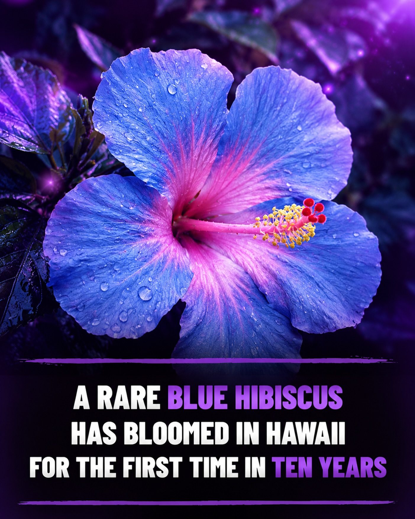 A Rare Blue Hibiscus Blooms in Hawaii After Ten Years