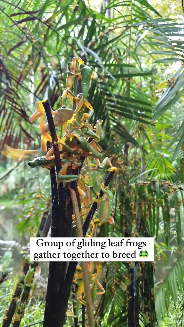 Massive Gliding Leaf Frog Breeding Event