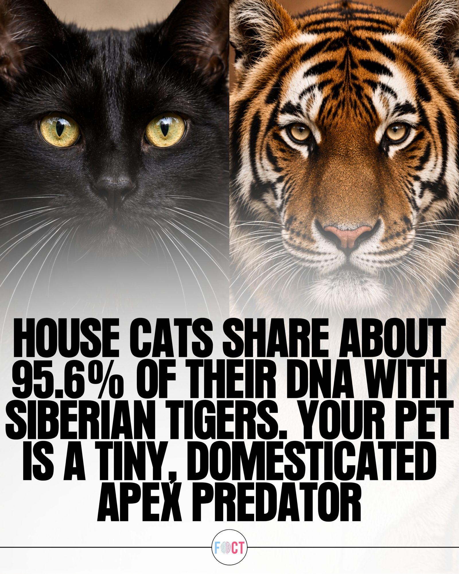Surprising Genetic Link: House Cats Share 95.6% DNA with Tigers