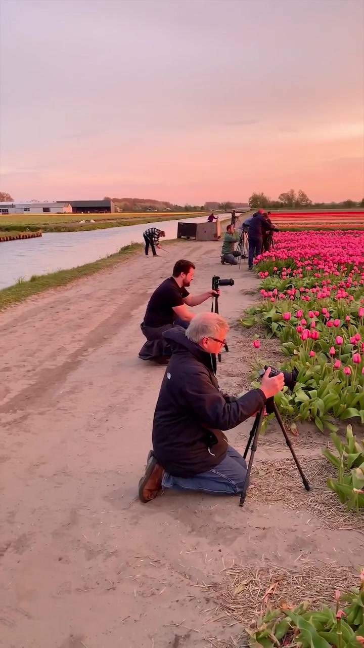 Nick Skeyes' Tulip Field Photography in Noordwijkerhout