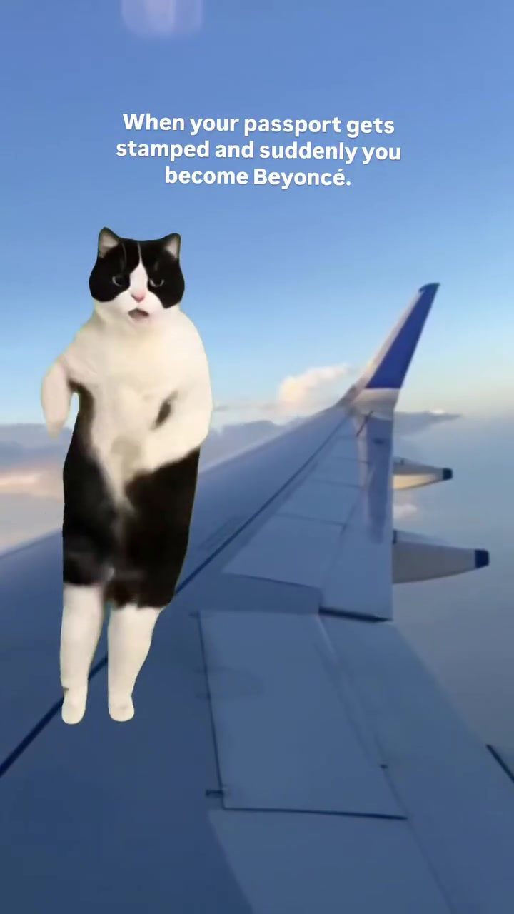 Cat Pose Off: When a Cat Becomes Beyoncé on a Plane