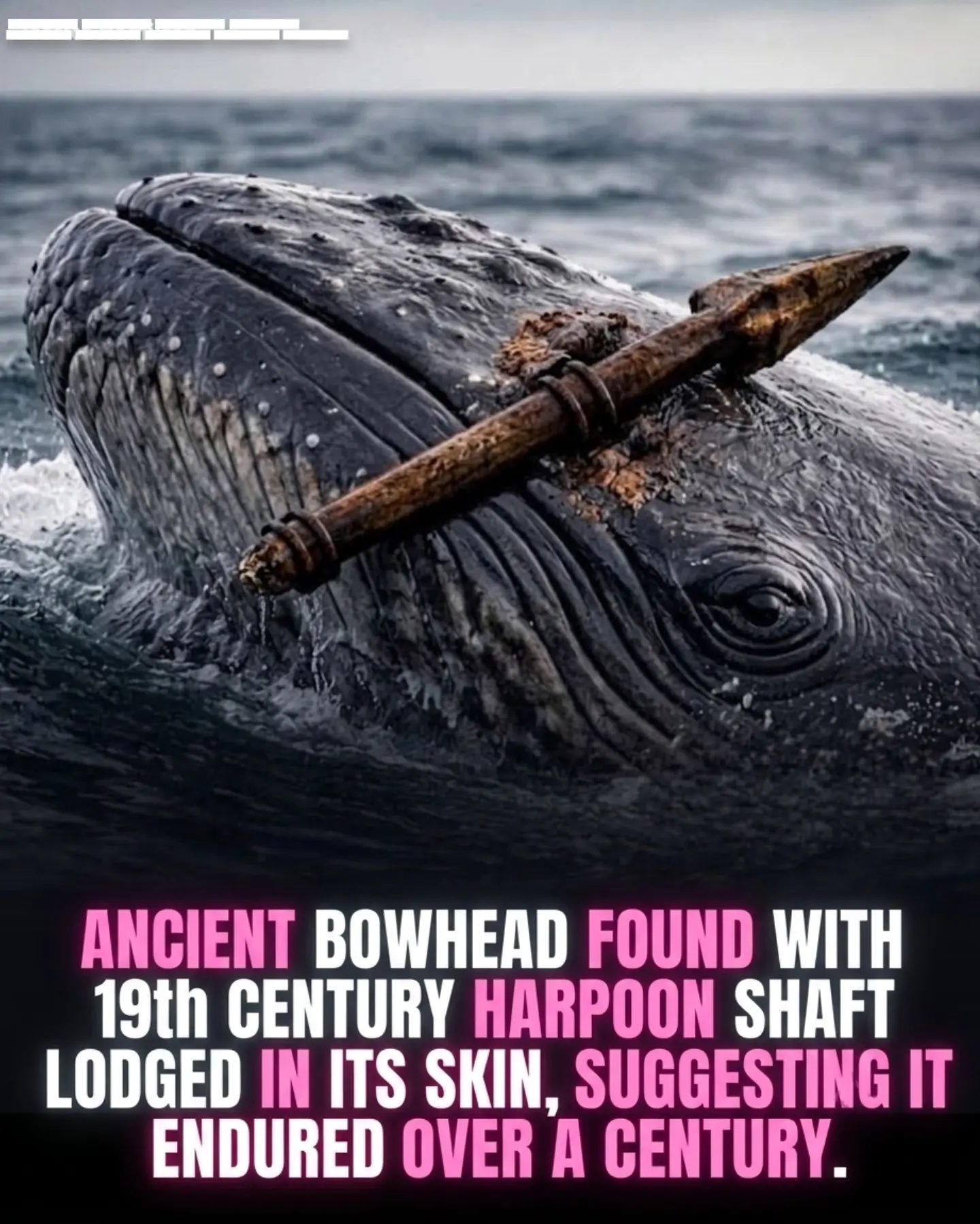 The 2007 Discovery of 200-Year-Old Bowhead Whale