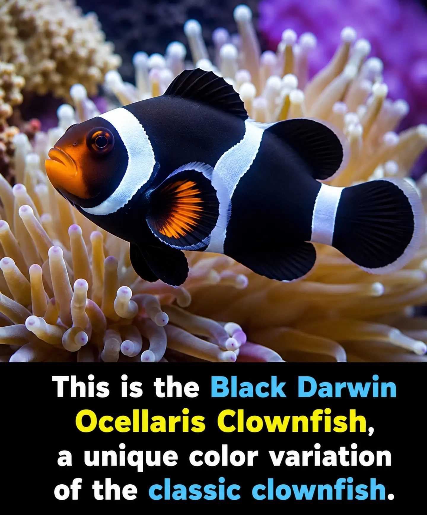 Discover the Unique Beauty of Black Darwin Clownfish