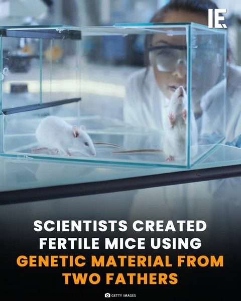 Mice Created from Two Male Parents in CRISPR Breakthrough