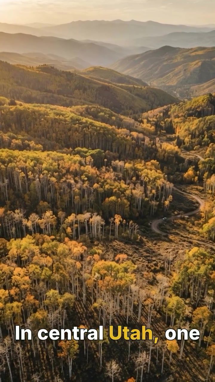 Pando: Utah's Ancient Aspen Colony