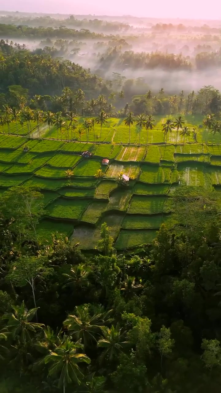 Mancingan Rice Terrace Bali: Aerial View