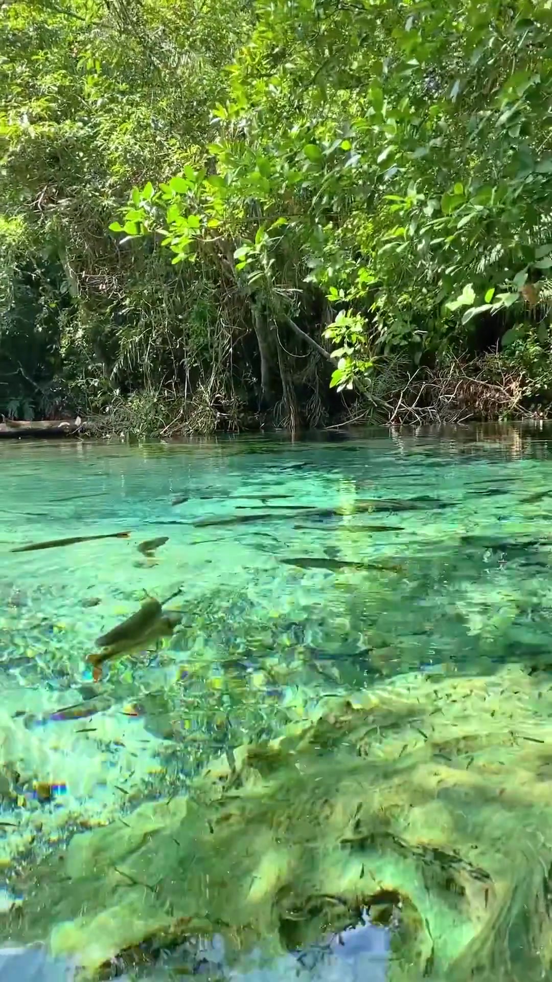 Aquário Natural: Clear Water Diving in Bonito, Brazil
