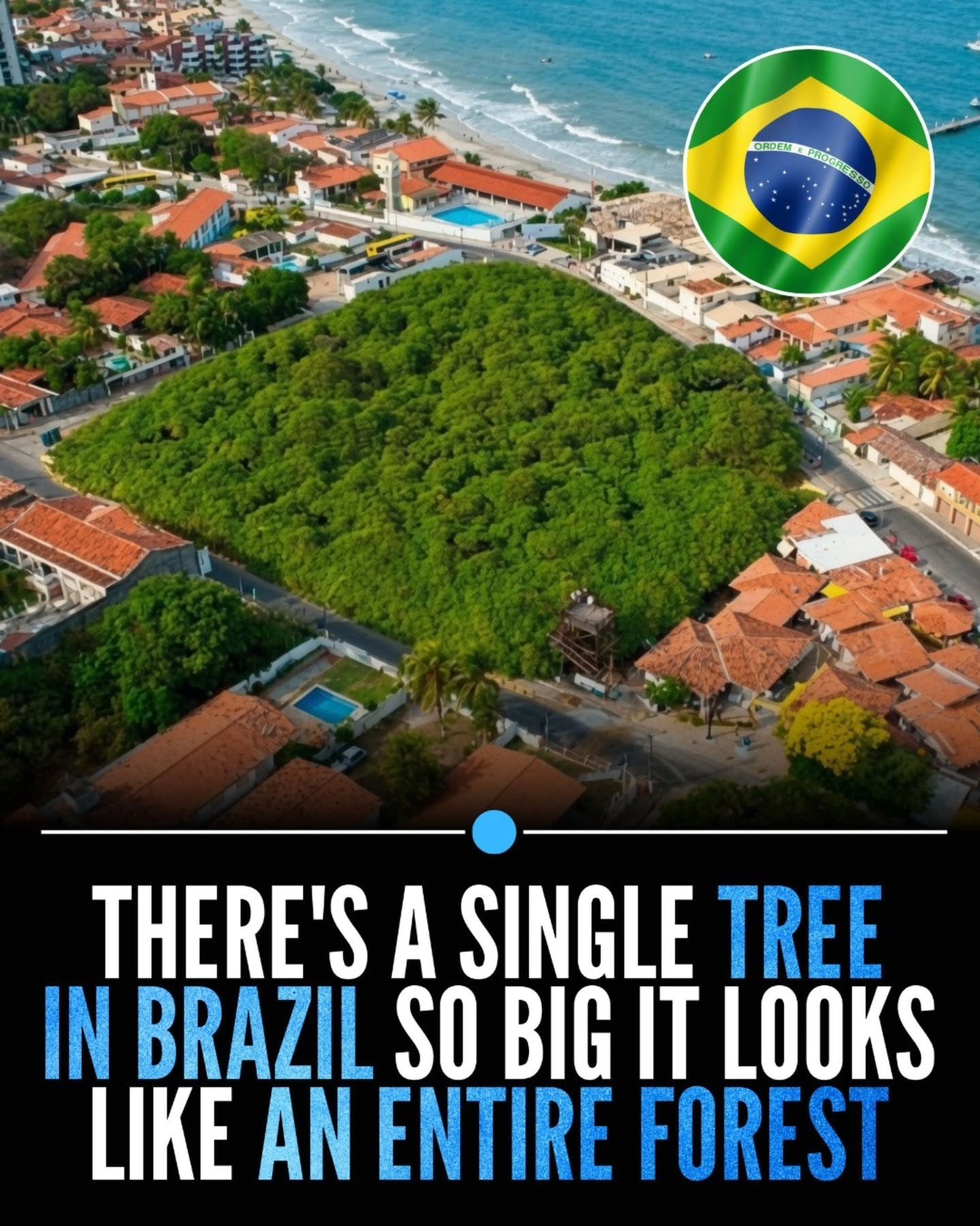 Massive Cashew Tree: Brazil's Natural Forest in One Tree