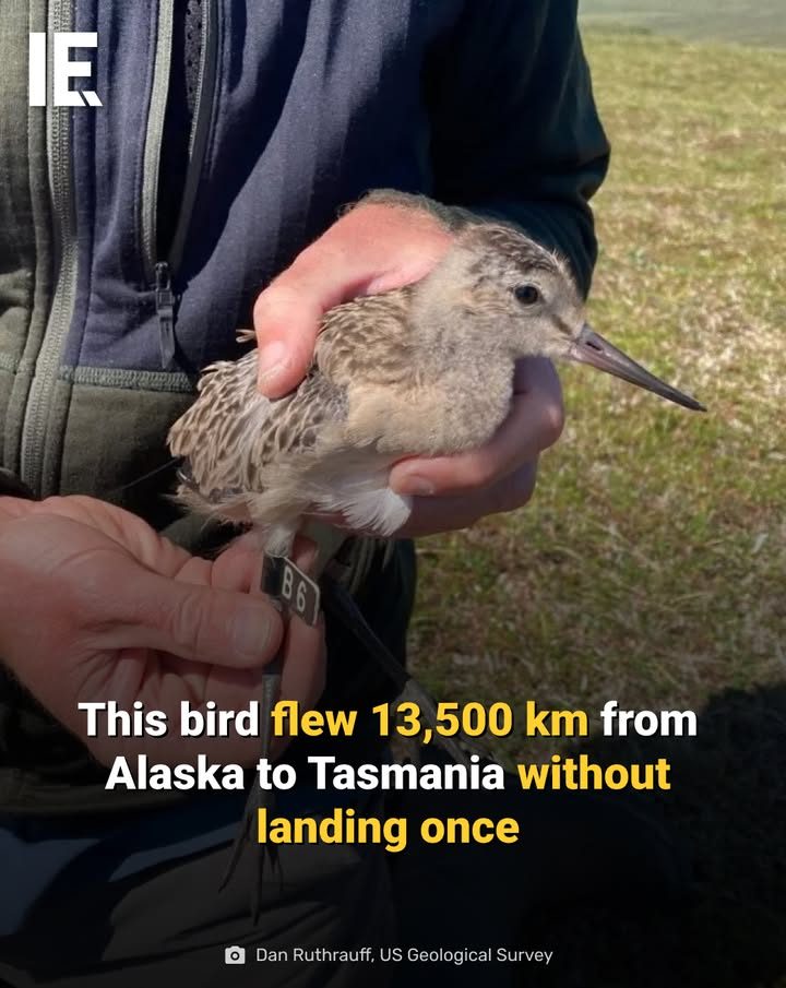 Incredible Feat: Bar-Tailed Godwit's 13,500km Nonstop Migration