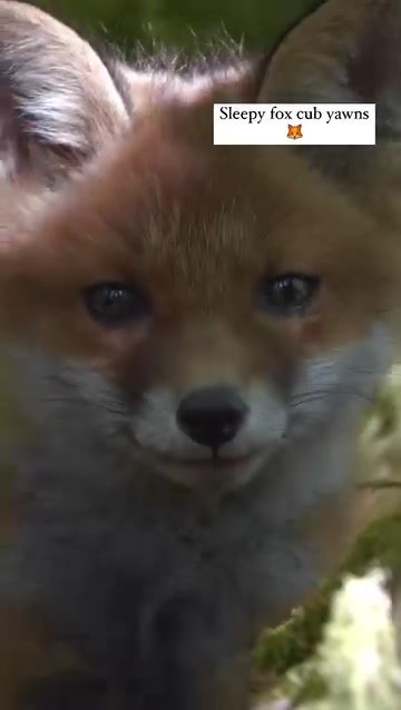 Adorable Sleepy Fox Cub Enjoying Nature