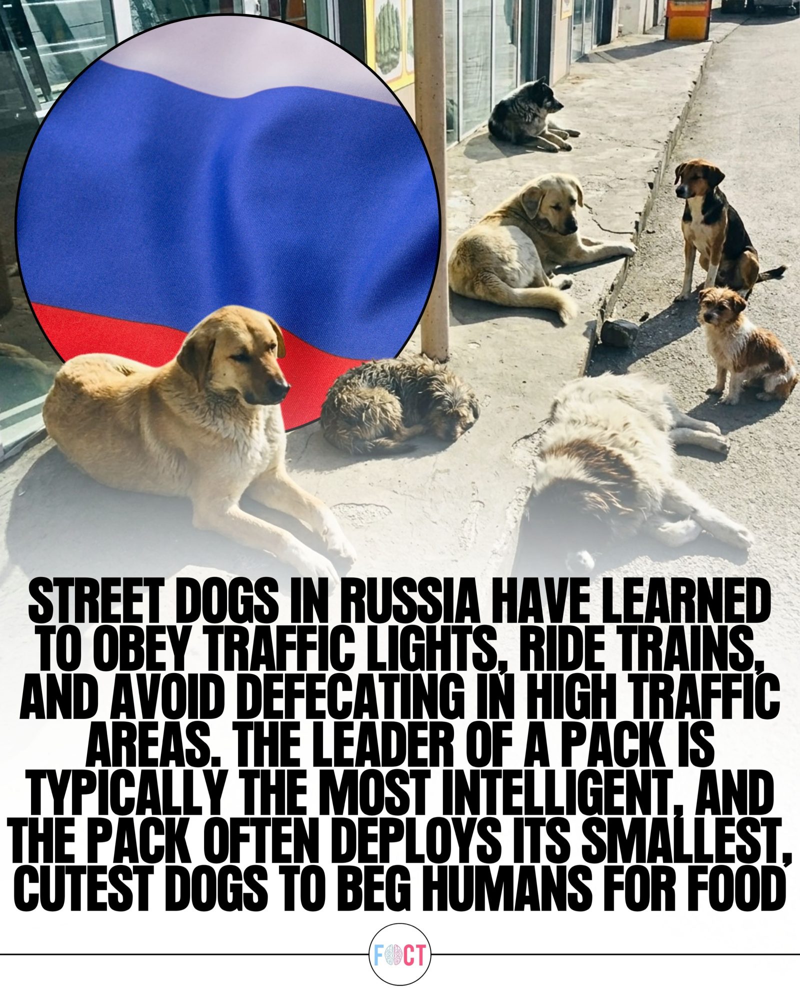 Street Dogs of Moscow: Smart Adaptations to City Life