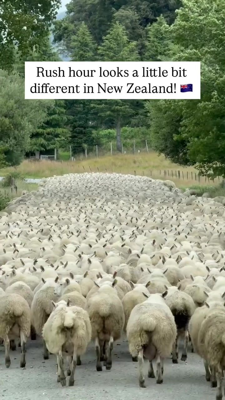 Sheep Traffic: A Unique Rush Hour in New Zealand