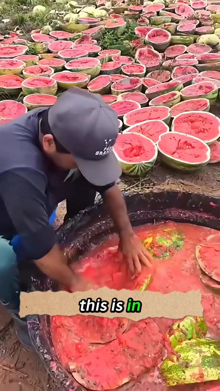 Brazilian Watermelon Seed Saving Tradition