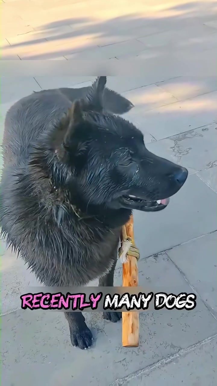 Dogs in China Wear Sticks to Stop Chasing Cars