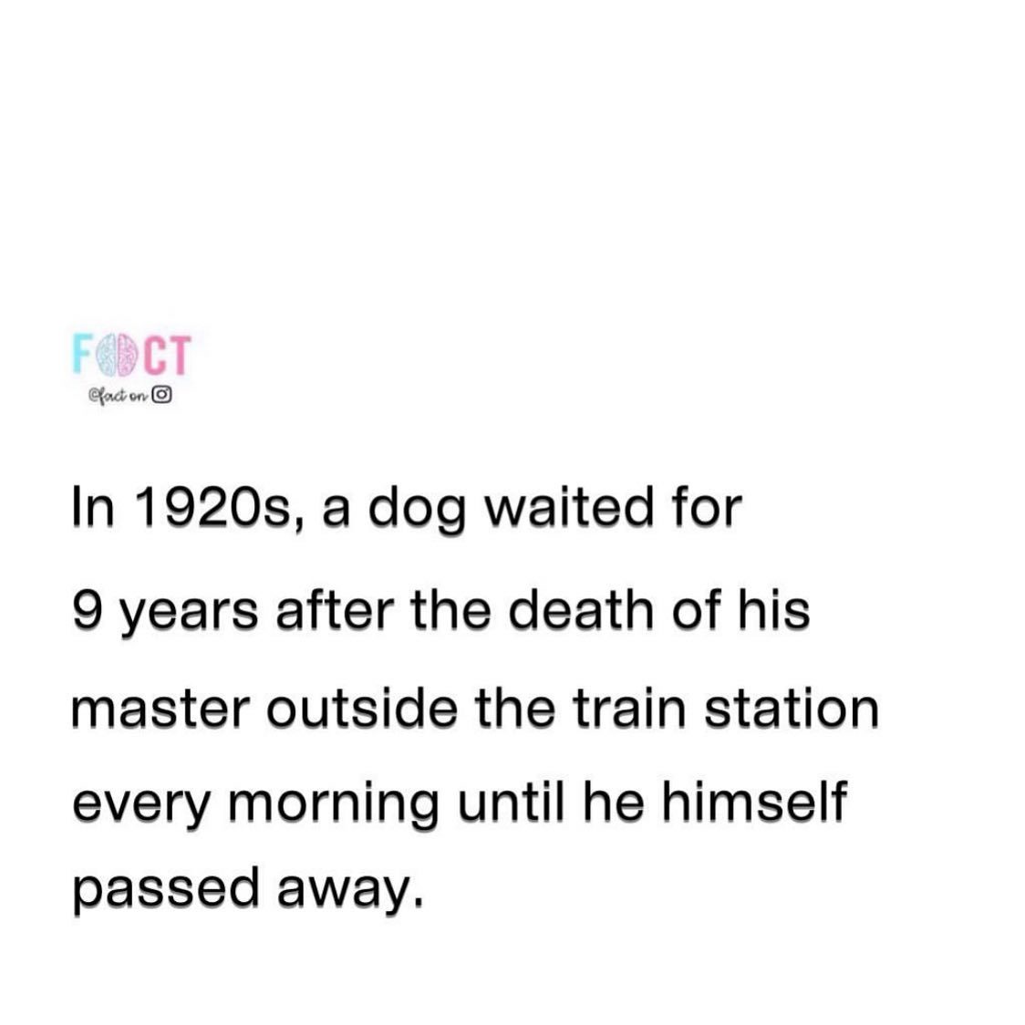 A Dog's Nine-Year Vigil for His Deceased Master