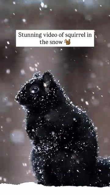 Winter Wildlife: Watch a Black Squirrel in the Snow