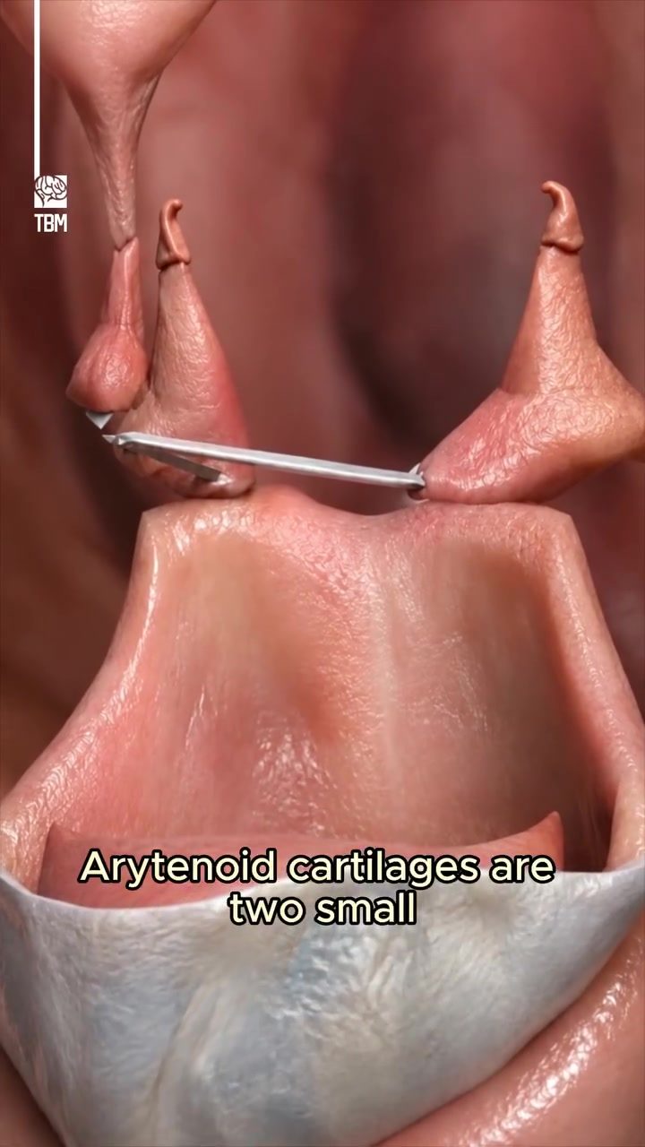 Discover the Arytenoid Cartilages: Tiny Controllers of Speech