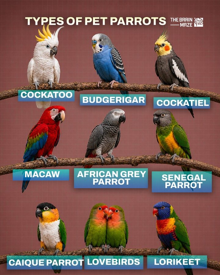 Meet the Most Popular Pet Parrots and Their Unique Needs