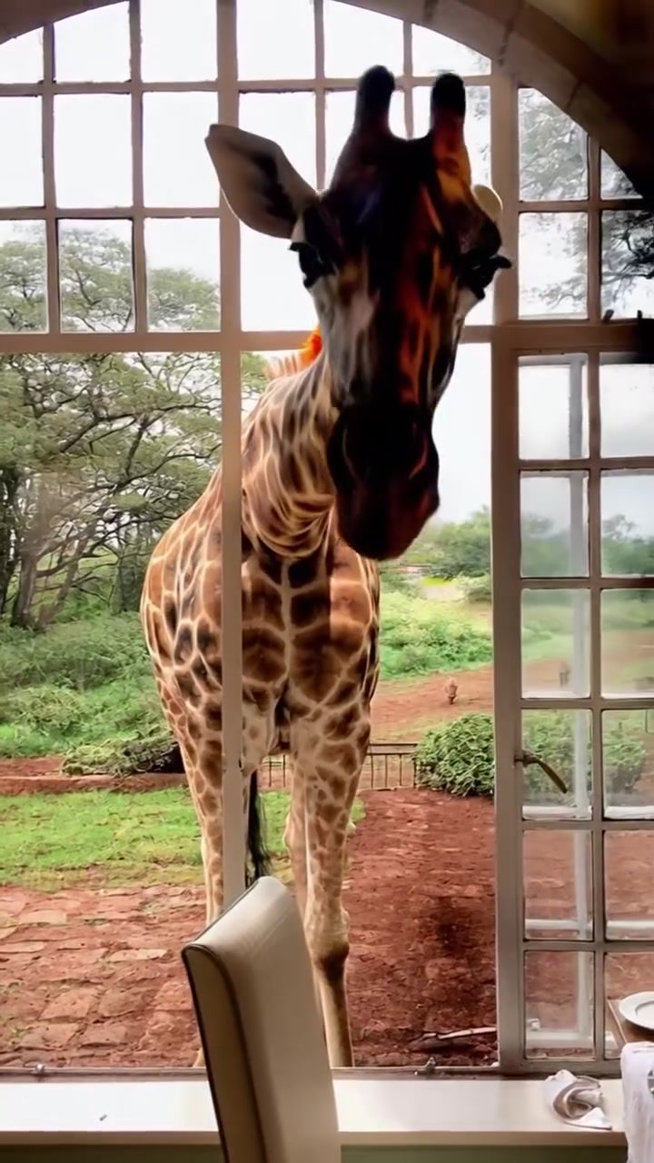 Transform Your Bedroom: Safari-Inspired Decor Ideas