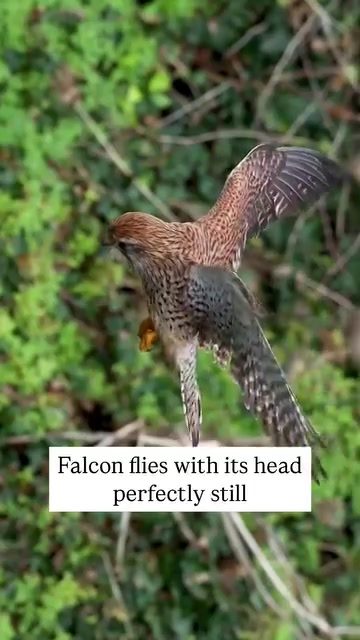 Falcon's Secrets: How It Keeps Head Still in Flight