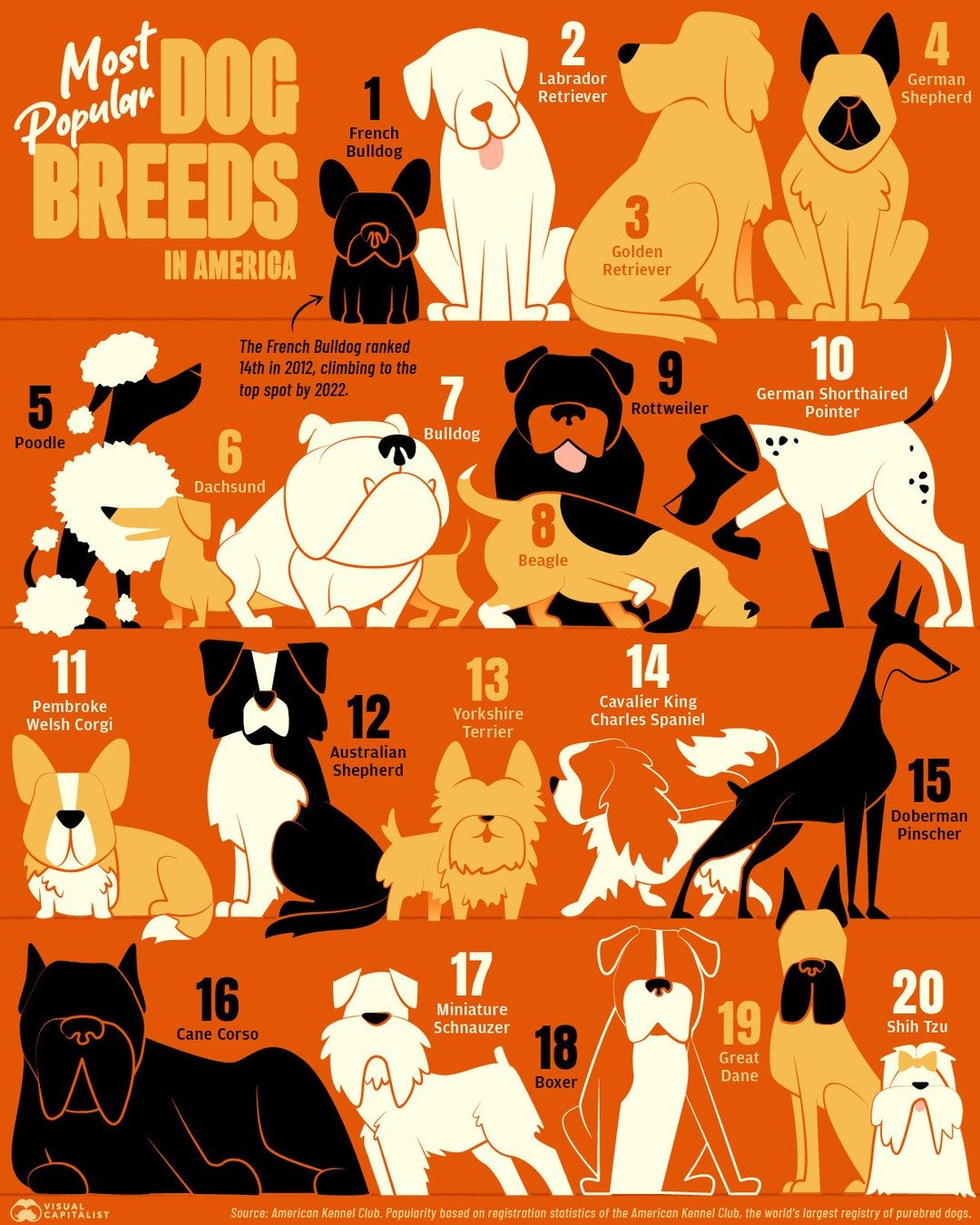 2023's Top 20 Most Popular Dog Breeds in America
