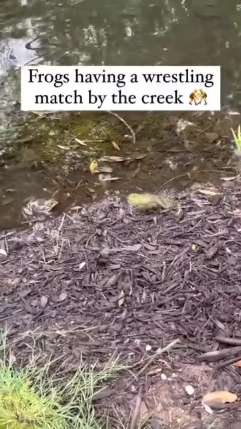 Frogs Wrestle in Creek: Rare Natural Behavior Explained