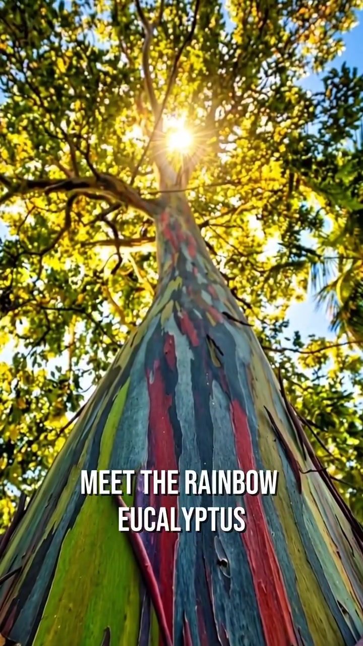 The Magic of Rainbow Eucalyptus Trees: Nature's Masterpiece