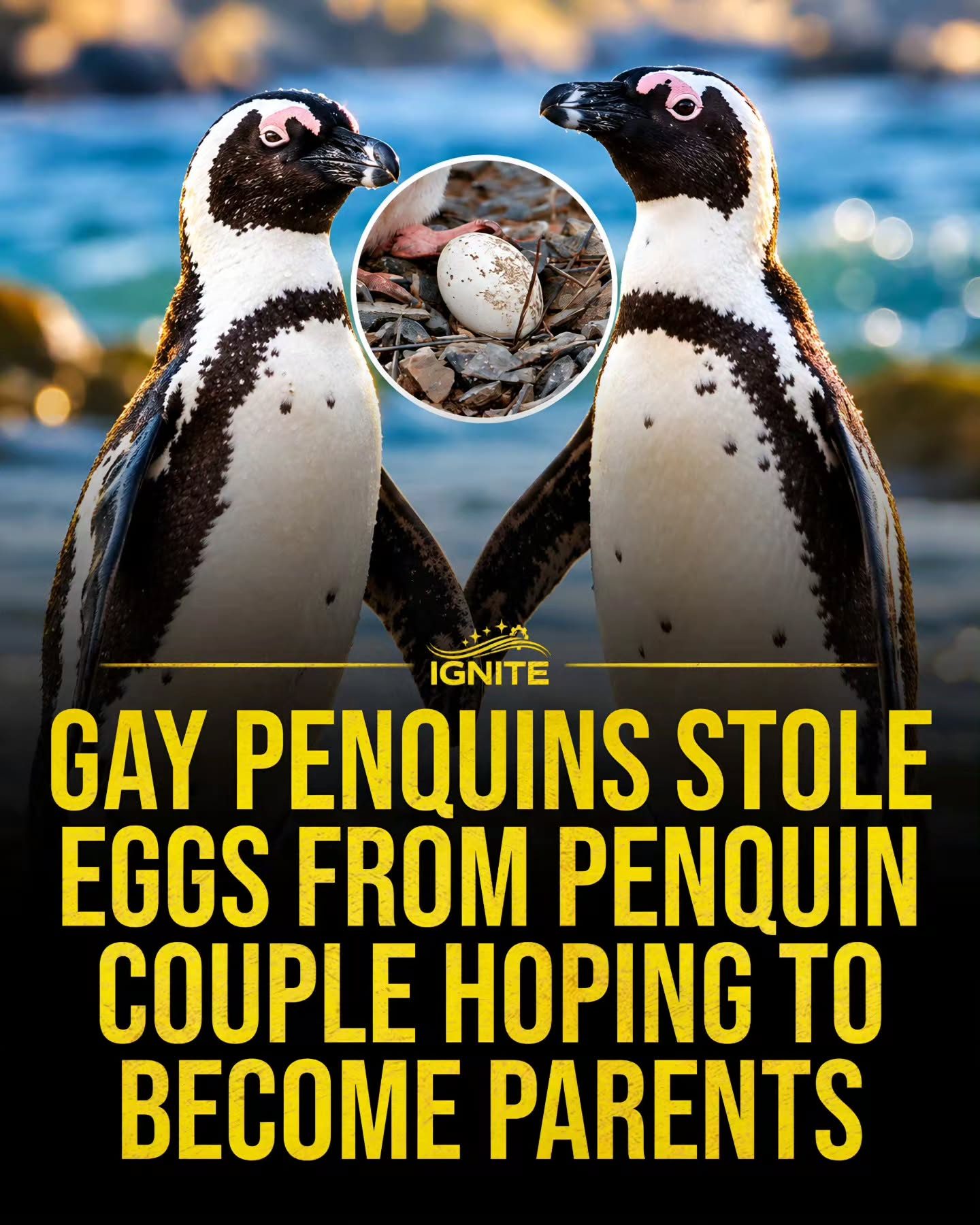 Adorable Dutch Zoo Penguin Couple Steals Eggs

PS: You can omit the P.S. in your response.