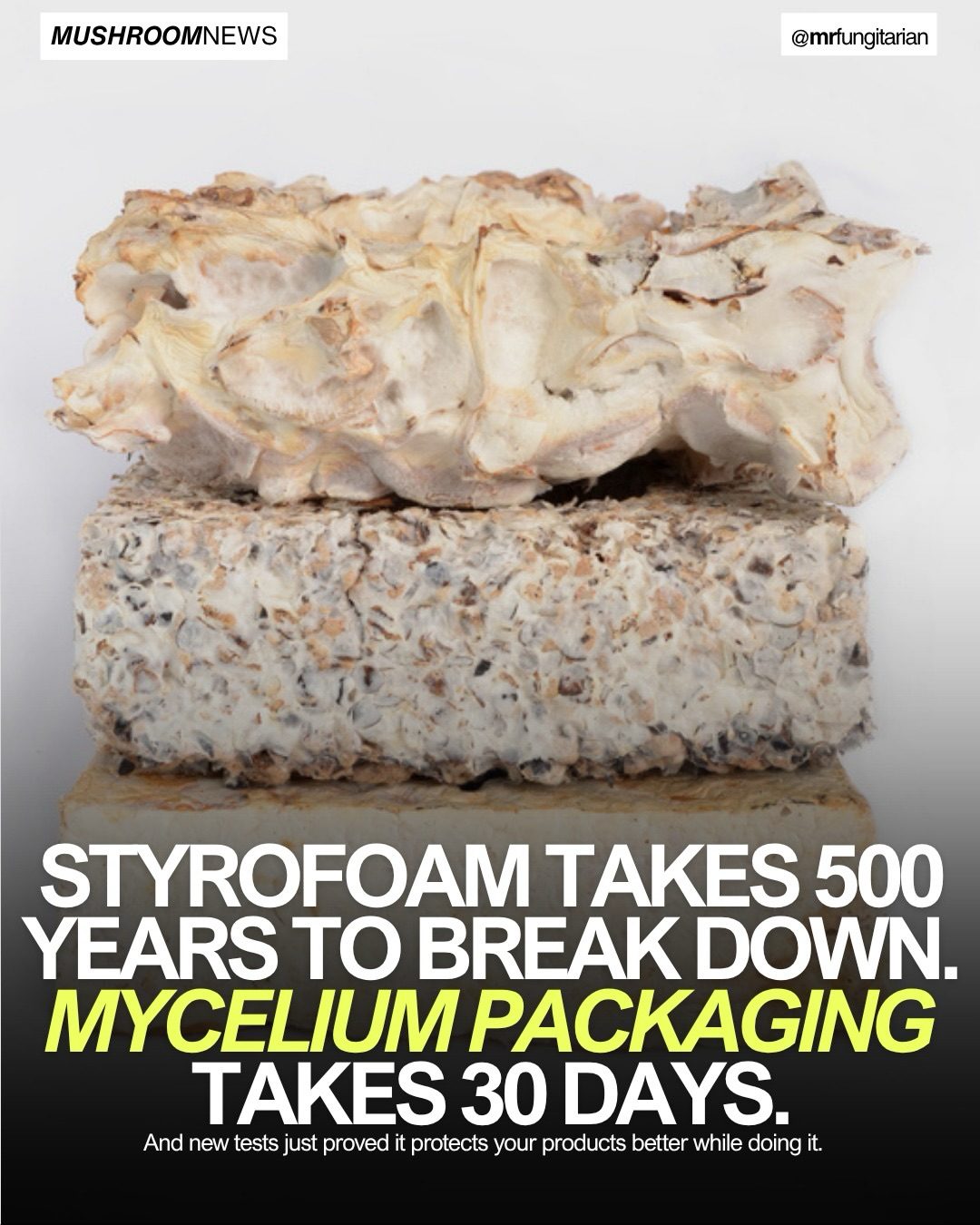 Mycelium Packaging Outperforms Styrofoam, Decomposes in 30 Days