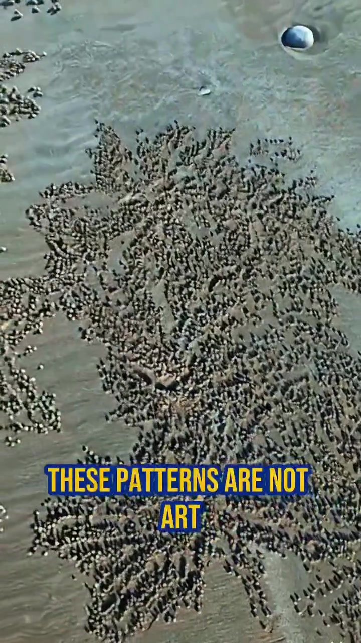 Discover the Artistic Sand Patterns Made by Tiny Crabs