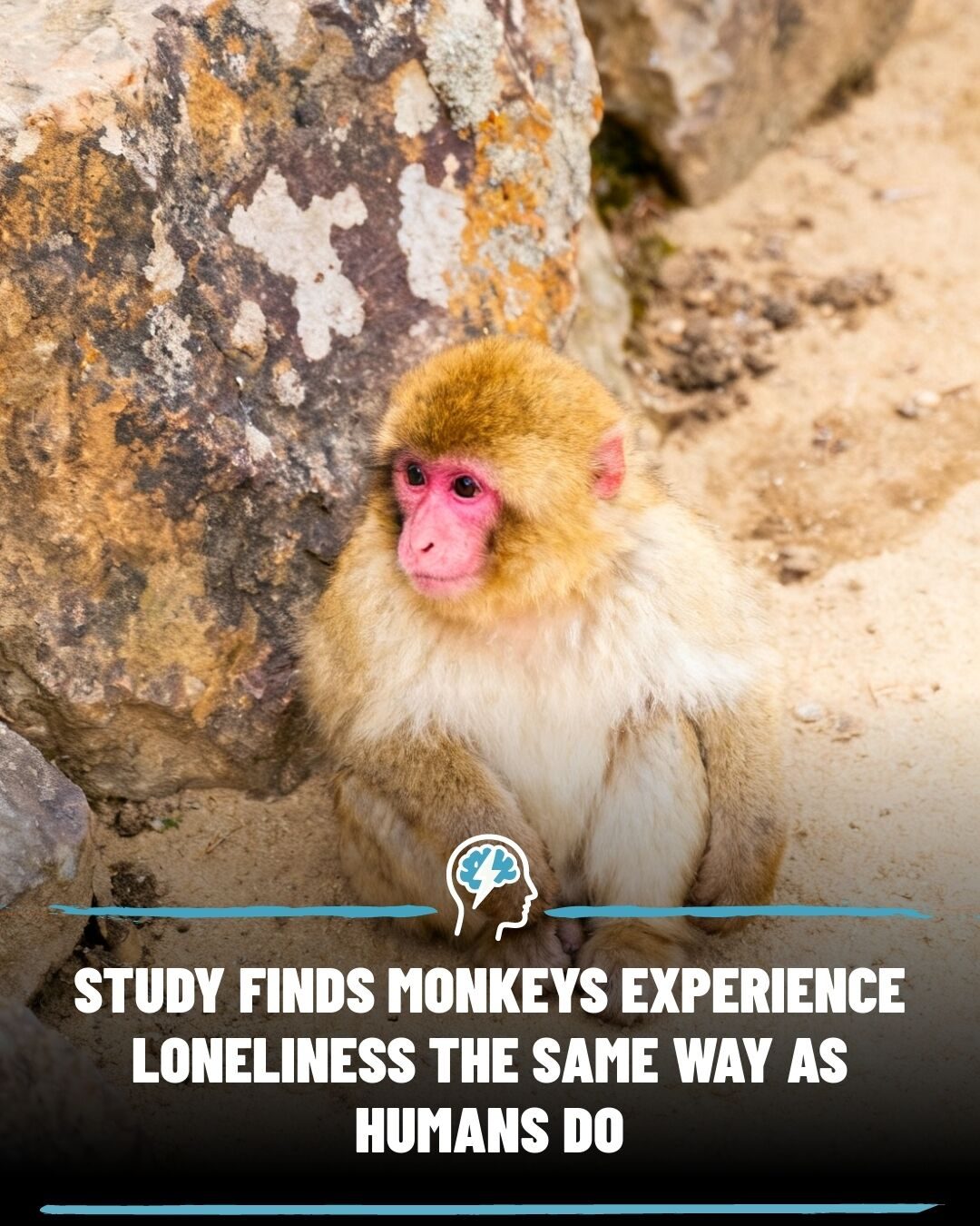 How Monkeys Experience Loneliness Like Humans