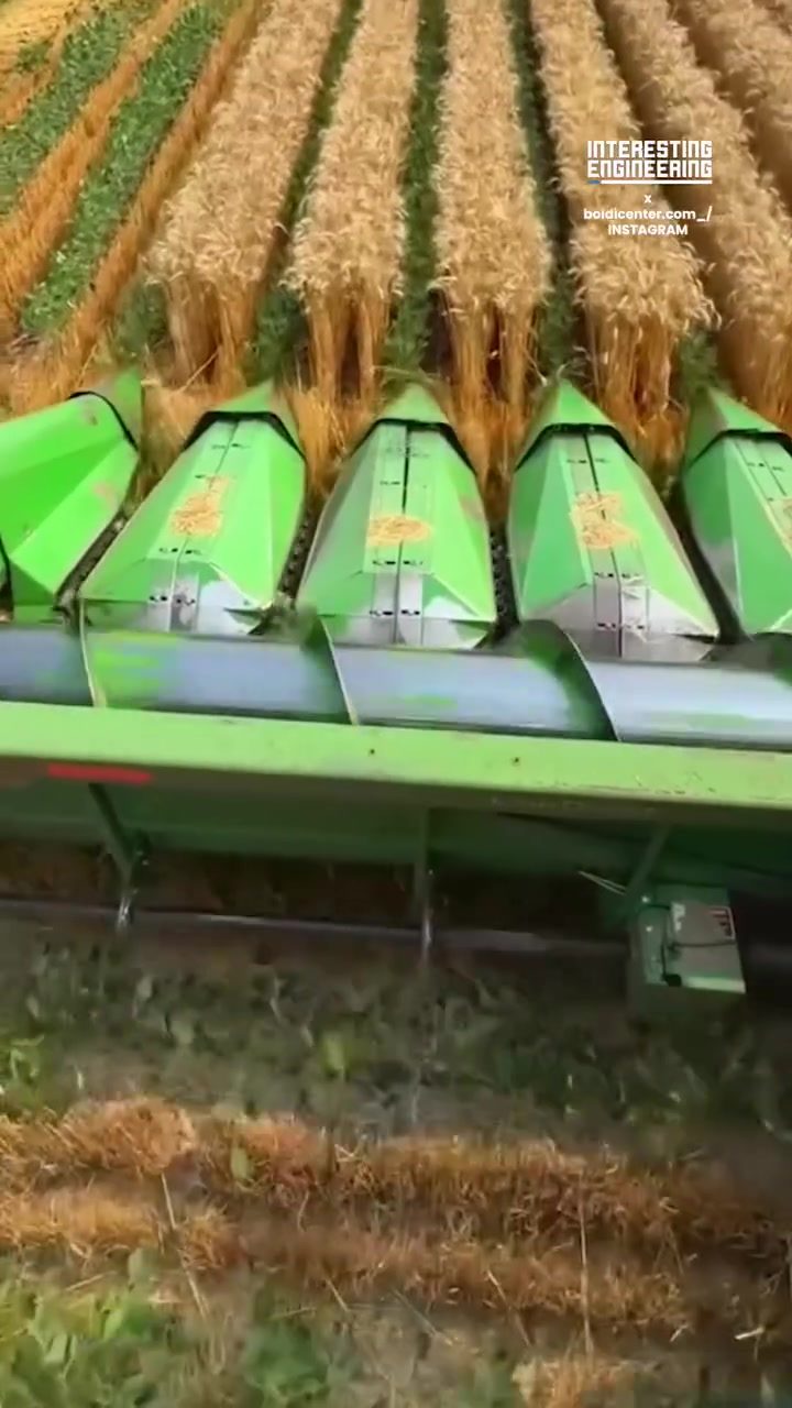 Maximizing Land Use: Intercropping Wheat and Soybeans