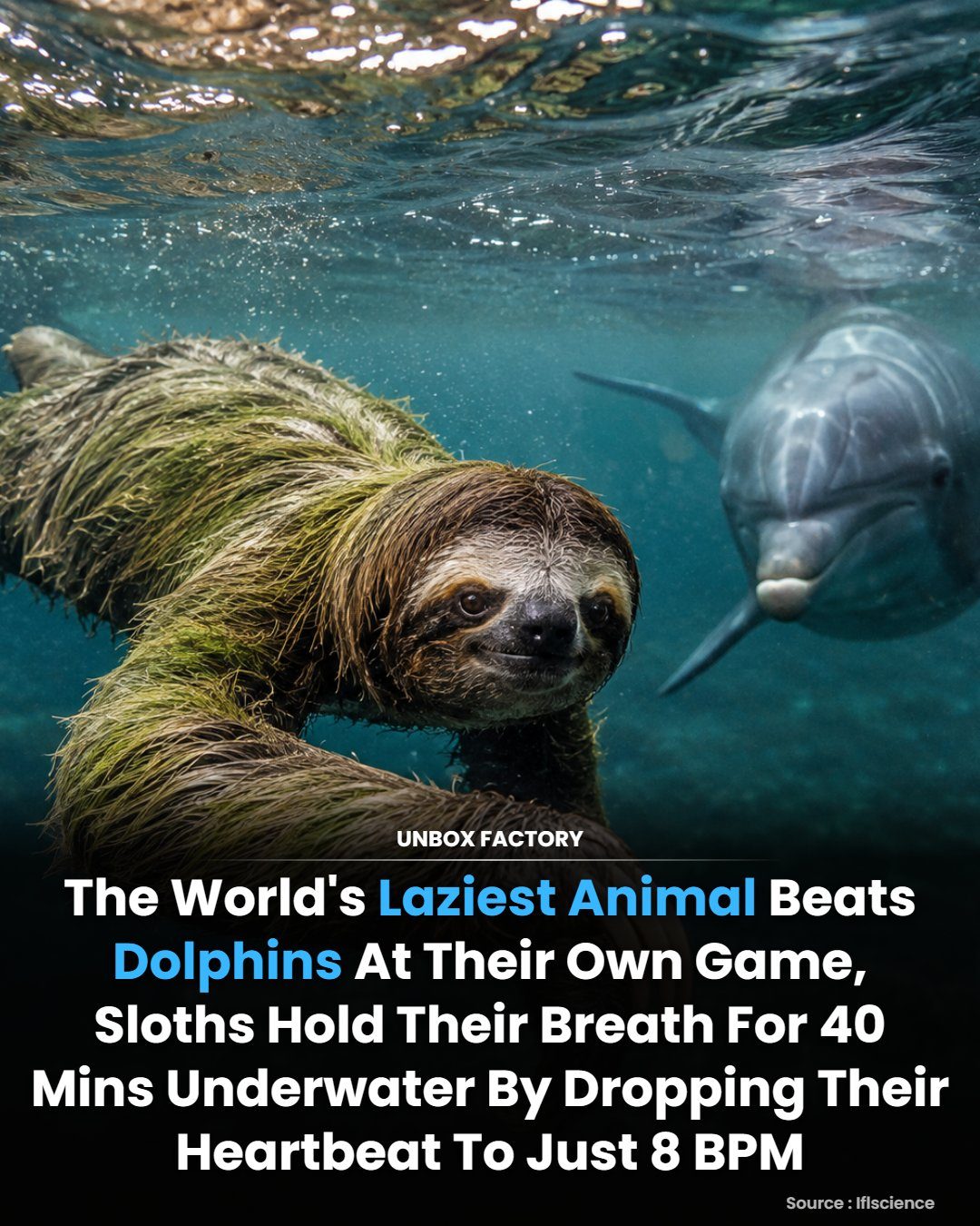 Sloths' Surprising Ability to Hold Breath for 40 Minutes