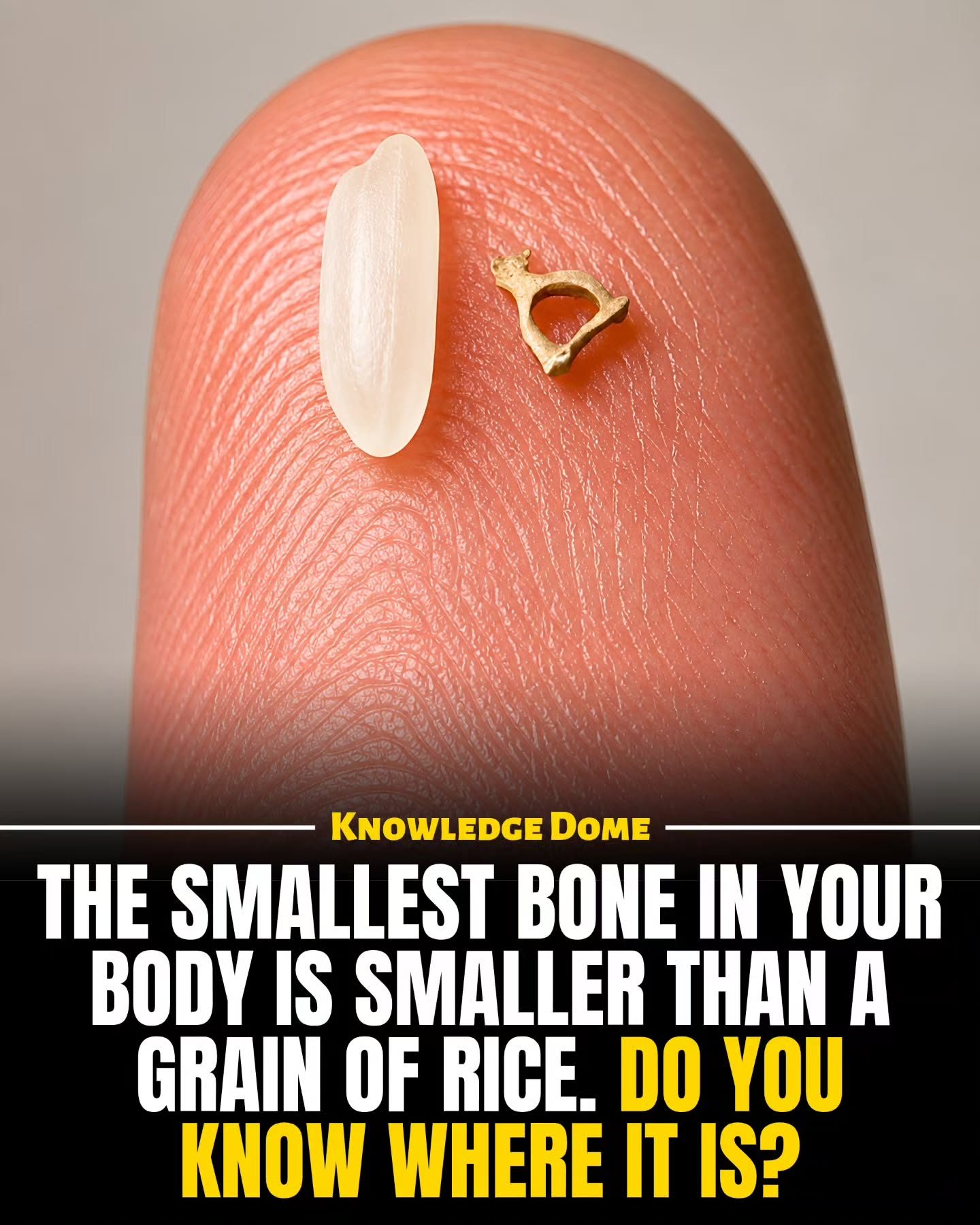 Discover the Tiny Bone Vital for Your Hearing