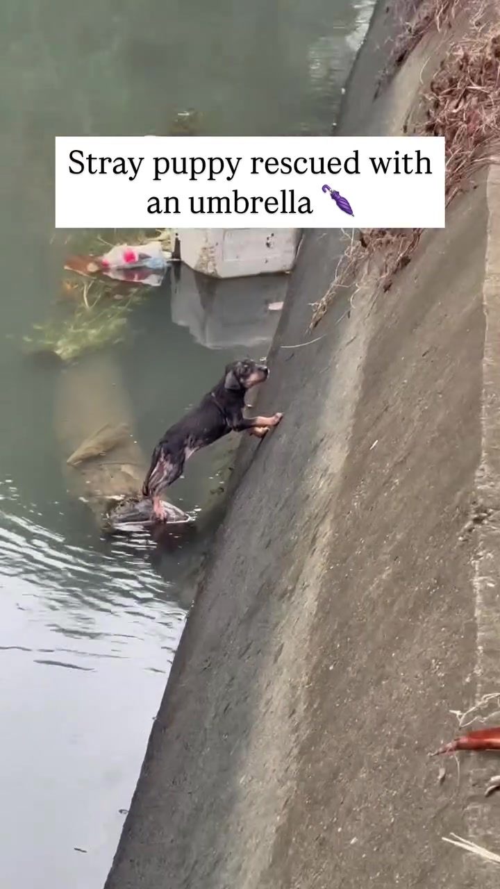 Creative Umbrella Puppy Rescue in Canal