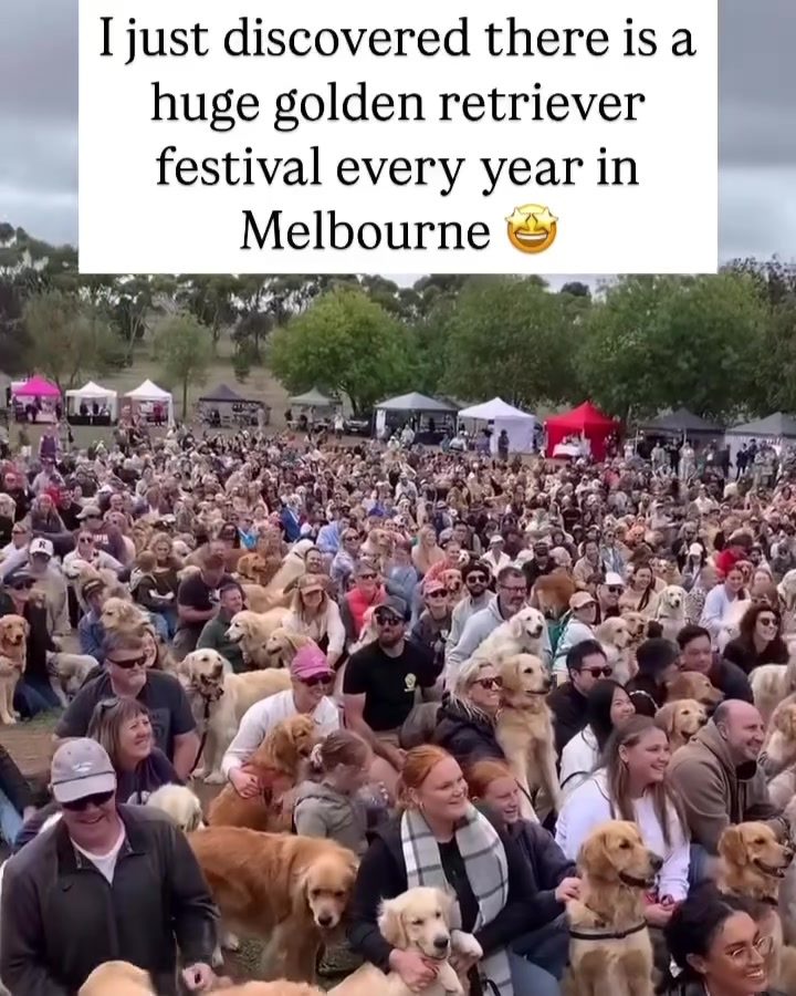 Experience the Melbourne Gold Rush: The Ultimate Golden Retriever Festival