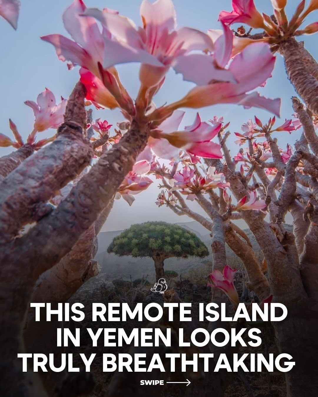 Discovering Socotra, Yemen's Alien Landscape and Biodiversity
