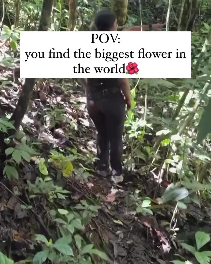 Exploring the Giant Corpse Flower in Sumatra's Jungles