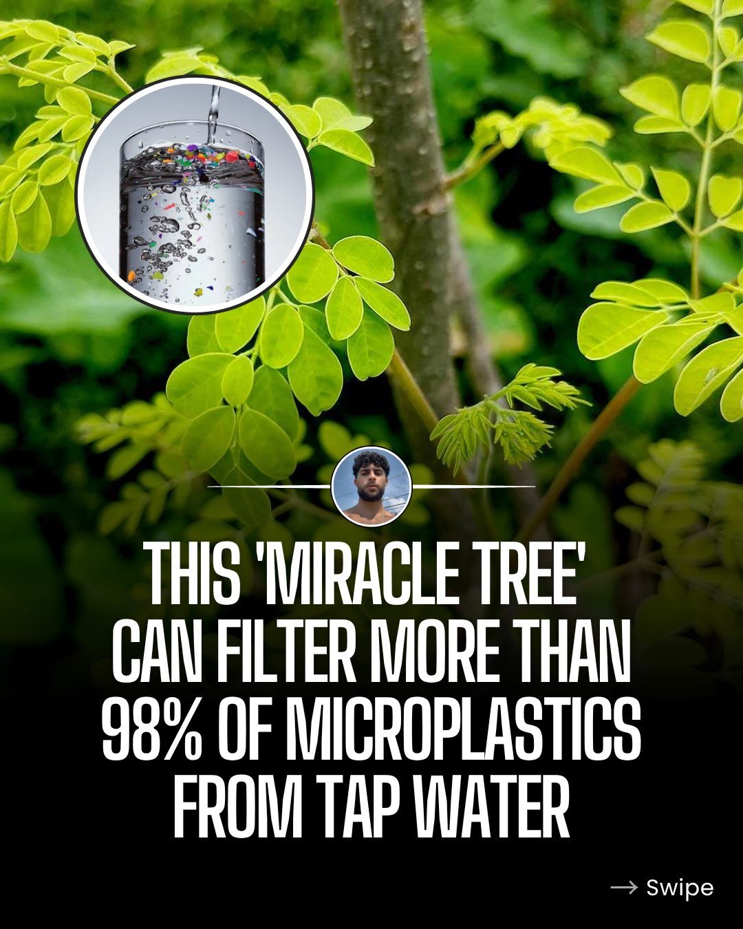 Moringa Oleifera: The Natural Solution for Filtering Microplastics from Water