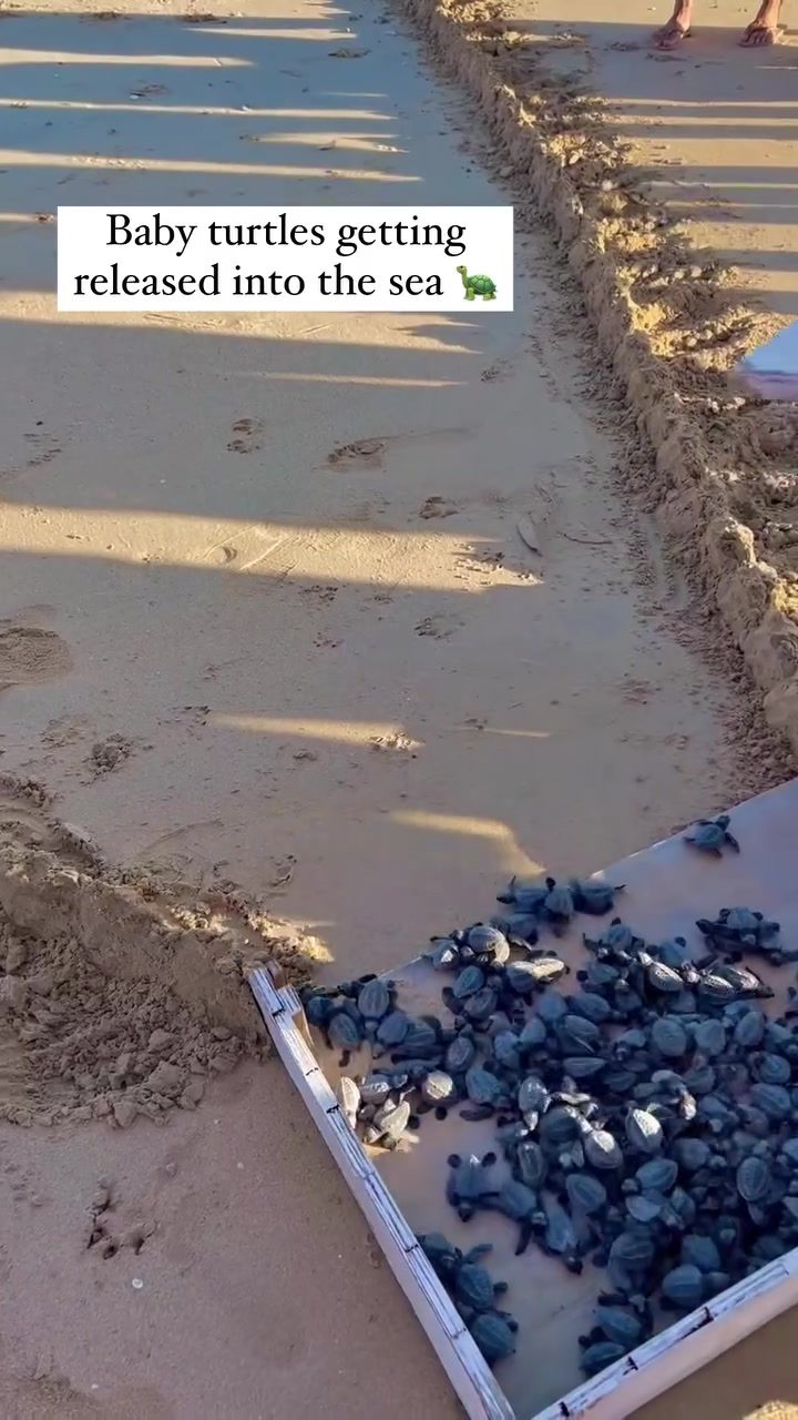 Baby Turtles' First Steps into the Ocean: A Conservation Journey