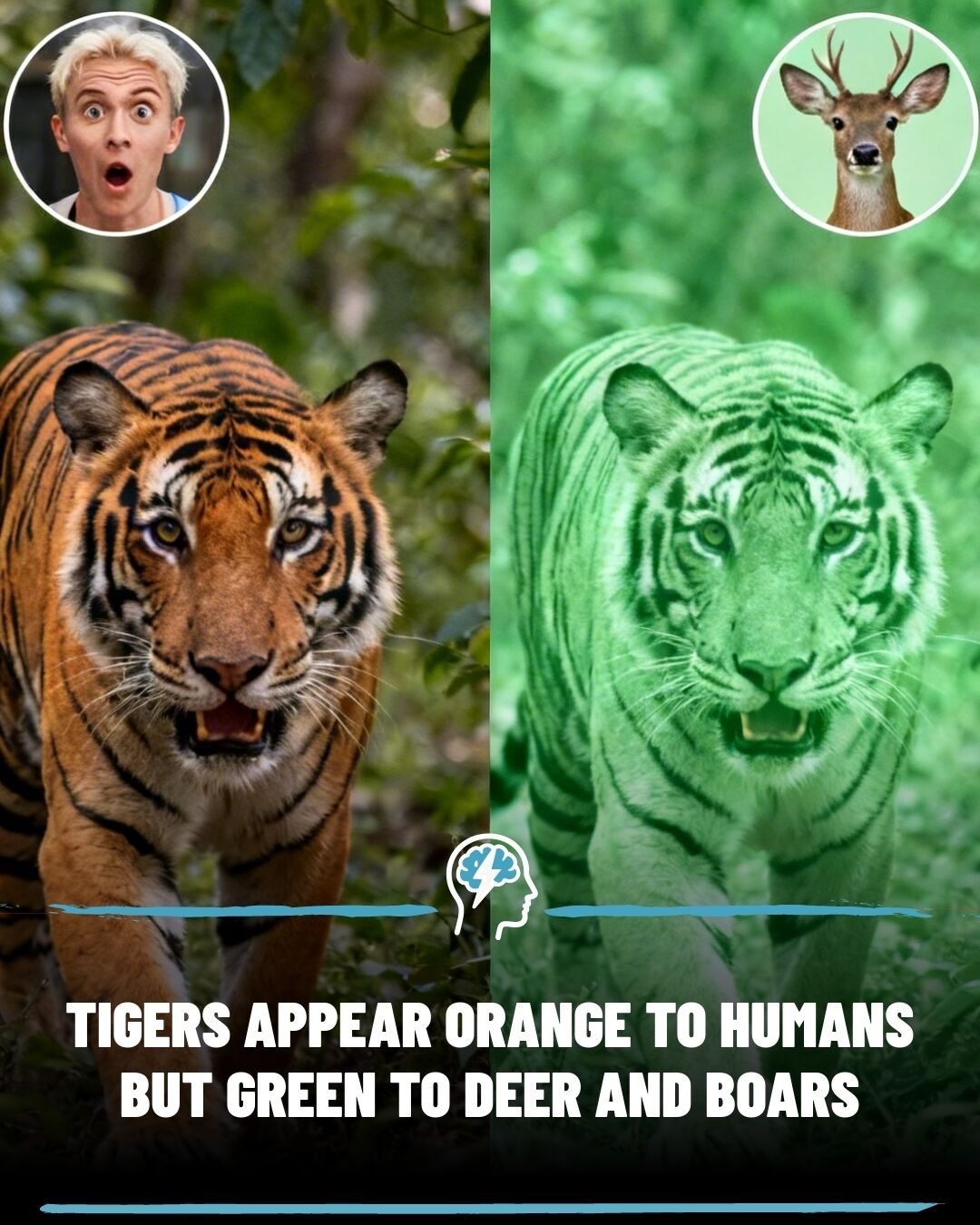 Tiger's Orange Camouflage Trick: How Prey See Differently