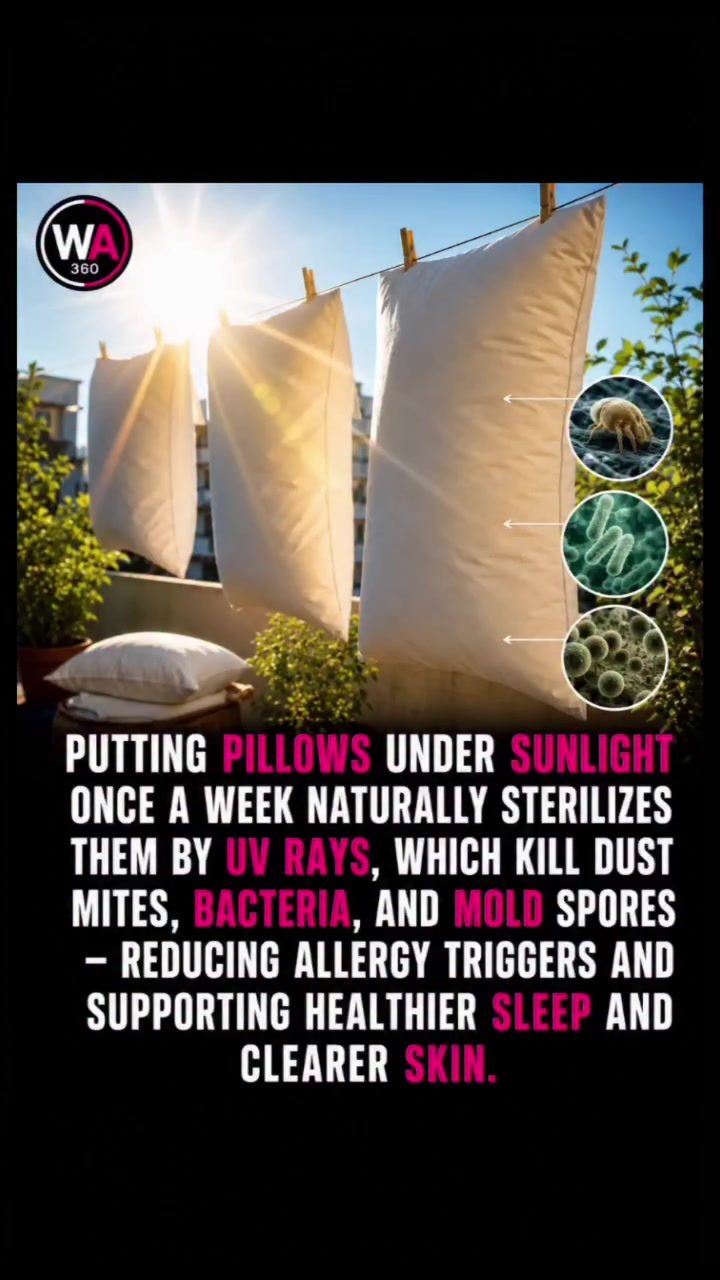 Sunlight's Secret: Refresh Pillows Weekly for Better Sleep