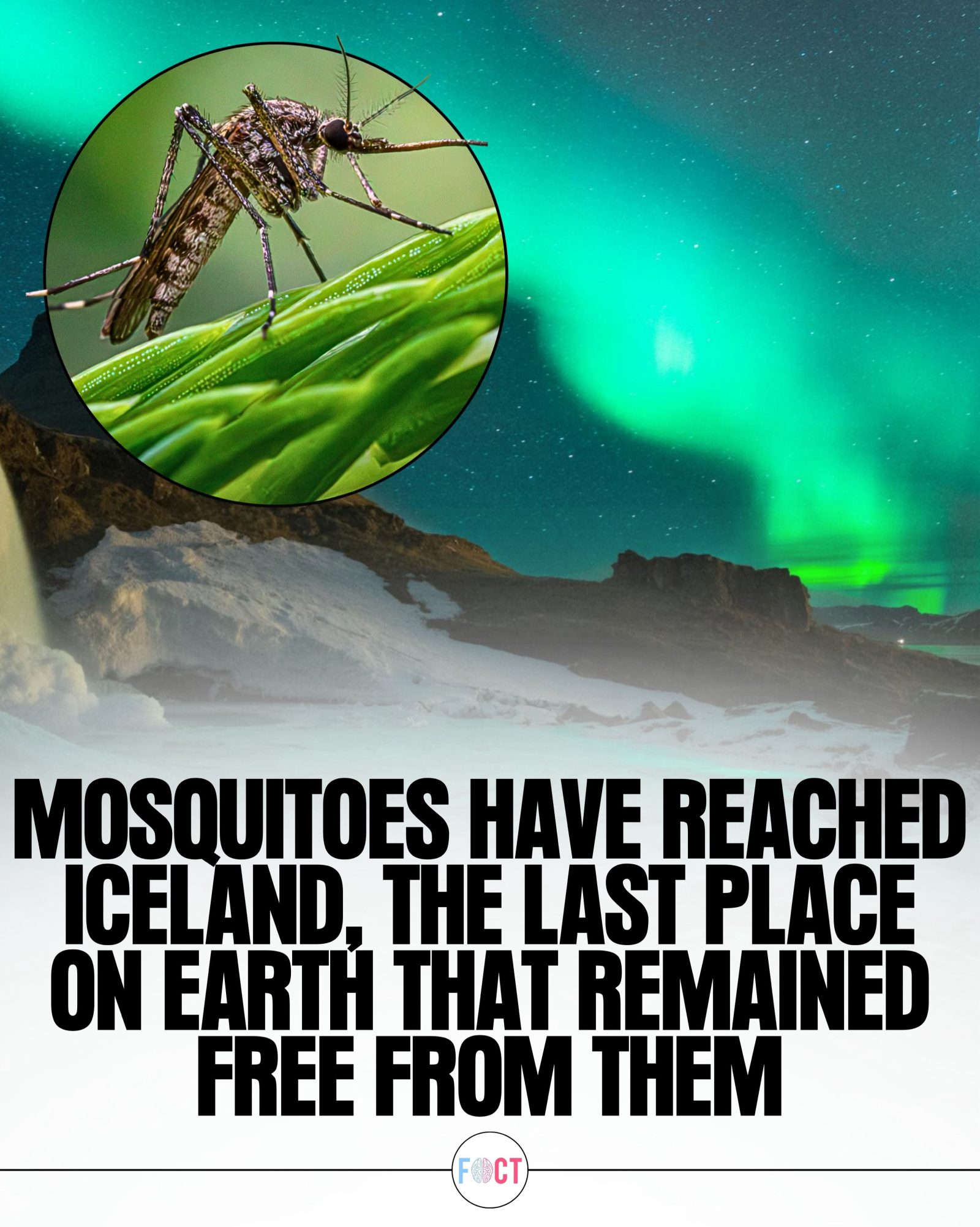 Mosquitoes Arrive in Iceland: Climate Change's Latest Impact