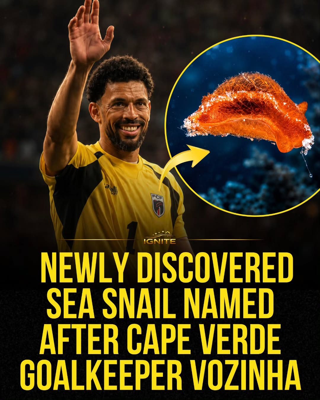 Meet the Sea Snail Named After Cape Verde Goalkeeper