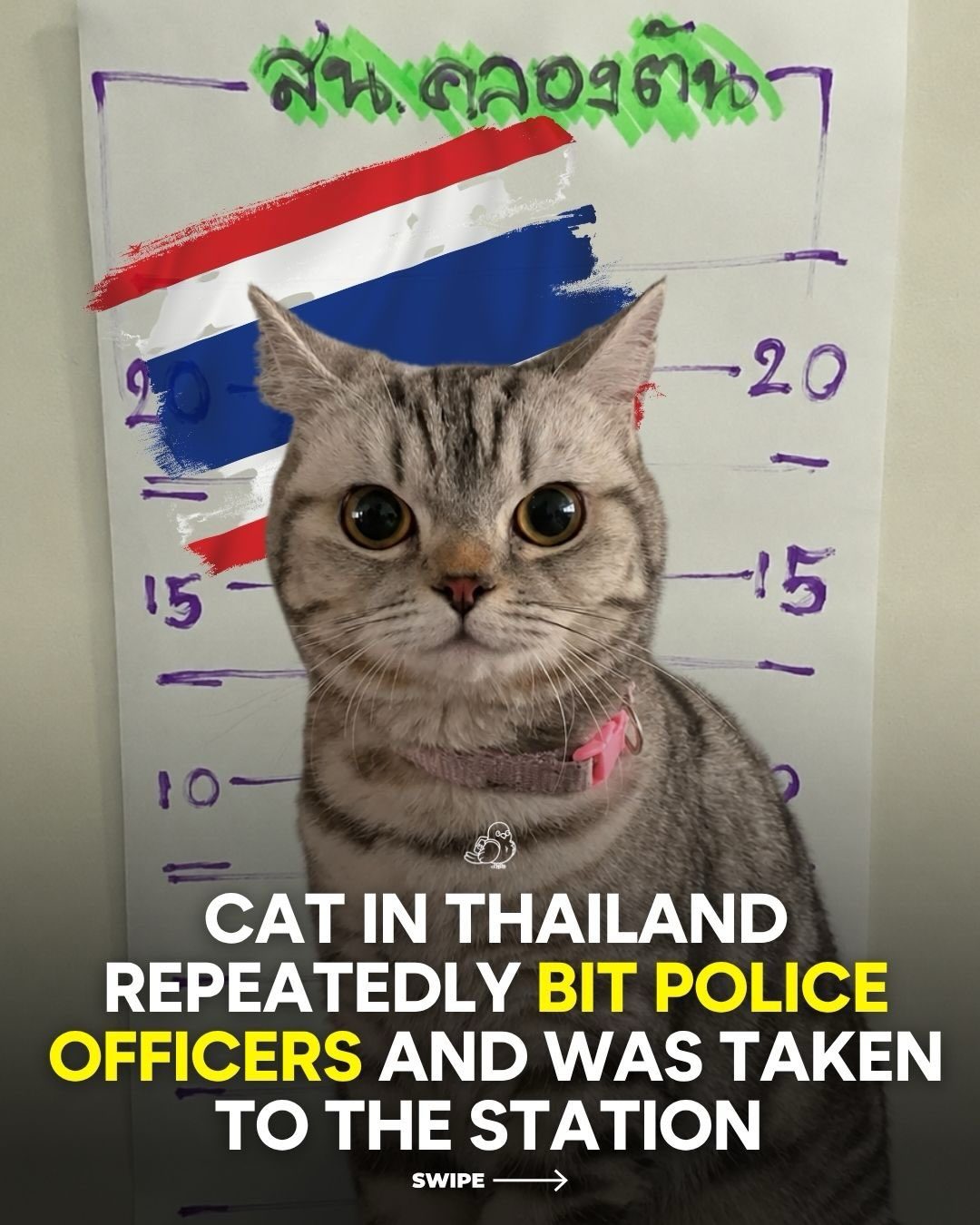 Thai Cat's Police Mugshot Goes Viral